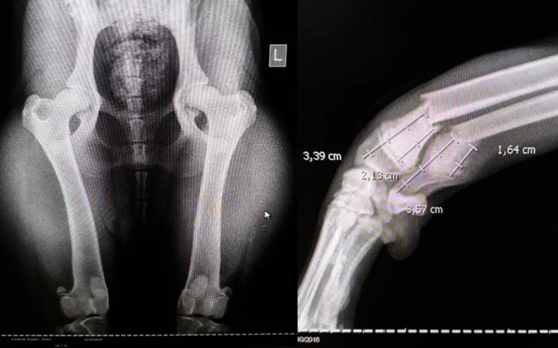 Radiologija